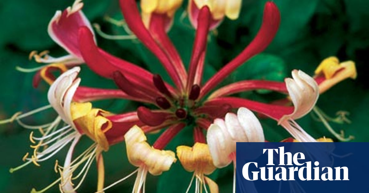 There S A Scented Honey Suckle To Suit Every Taste Life And