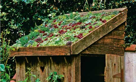 Lia Leendertz on sedum roofs and tiny gardens Life and