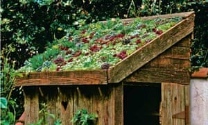 Lia Leendertz on sedum roofs and tiny gardens Life and ...