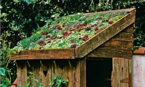 Lia Leendertz on sedum roofs and tiny gardens Life and