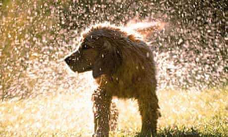 How To Keep Pets Cool On Hot Days Pets The Guardian