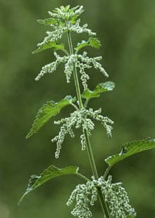 Stinging nettle