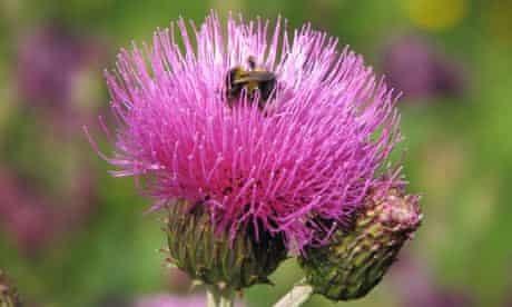 The melancholy thistle