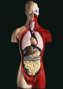 Anatomical model