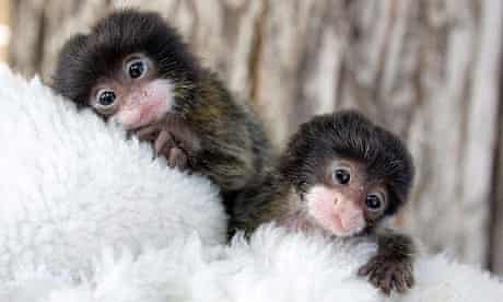 Lara and Lucy, the emperor tamarin monkey twins