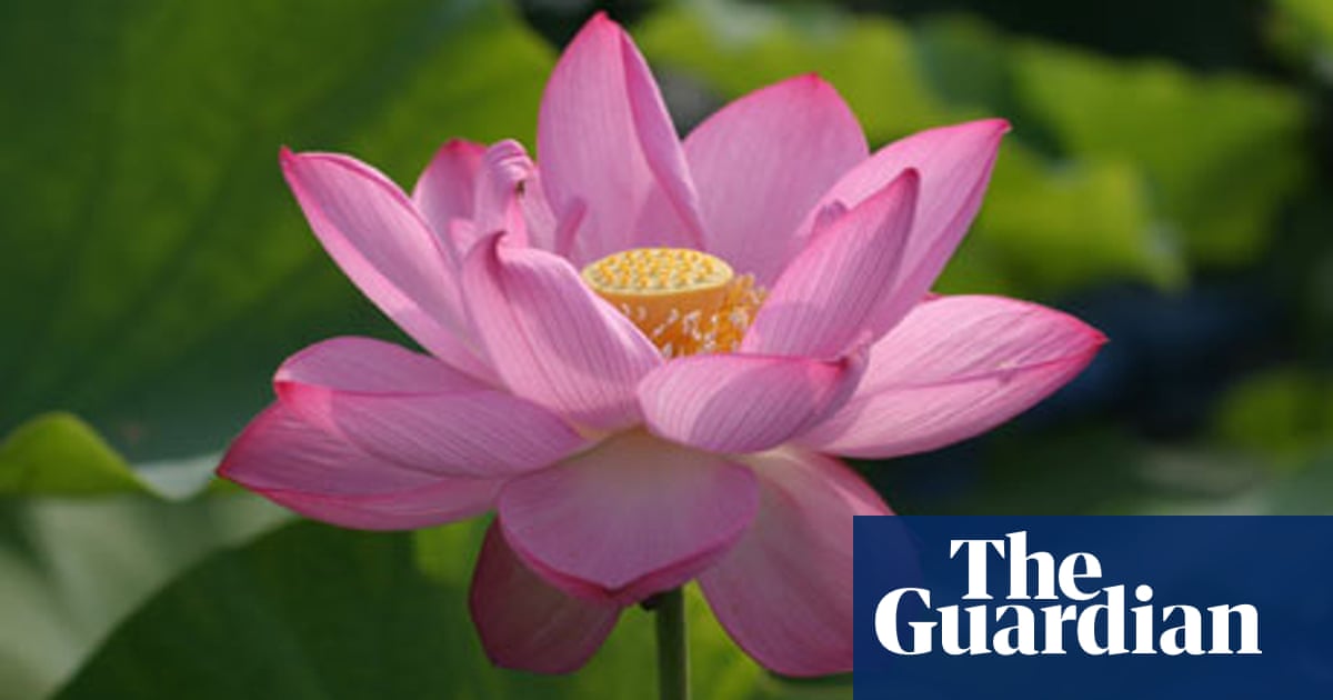 The edible, incredible lotus flower | Life and style | The Guardian