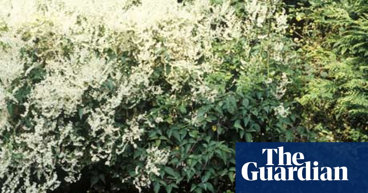 A Swine Of A Vine Why You Should Plant Russian Vine At Your Peril Gardens The Guardian