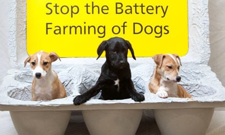 Dogs Trust campaign poster