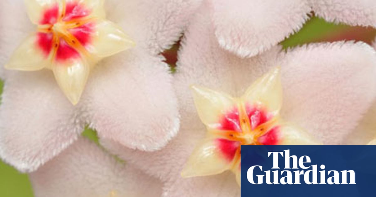 Name That Plant Gardens The Guardian Name That Plant Gardens The Guardian