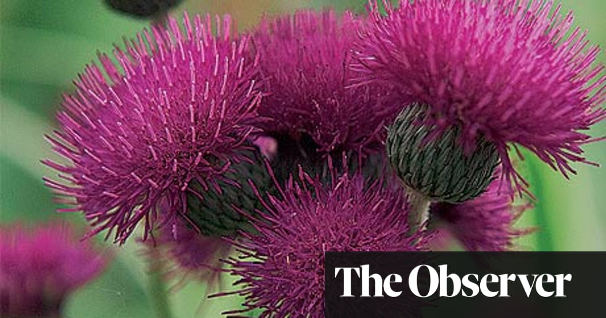 Dan Pearson | Gardens | Life and style | The Guardian Dan Pearson | Gardens | Life and style | The Guardian on Dan Pearson Garden
 id=58338