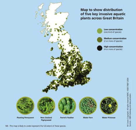 Graphic showing the distribution of invasive aquatic plants across the UK