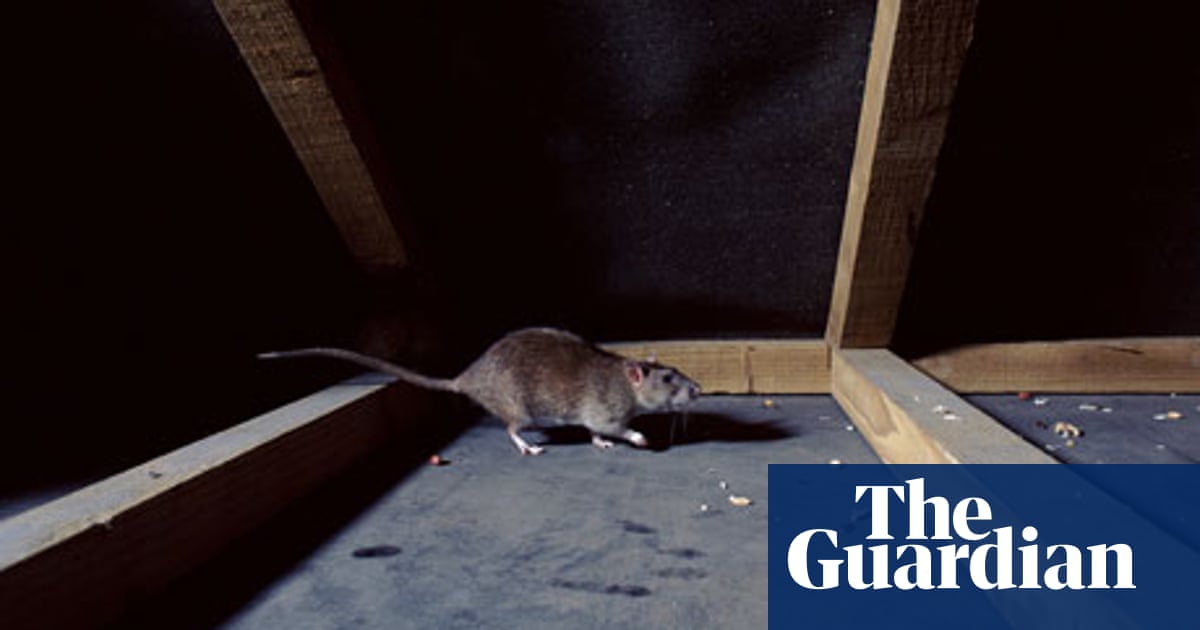 Getting Rid Of Rats And Bedbugs Life And Style The Guardian