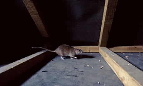 Getting Rid Of Rats And Bedbugs Life And Style The Guardian