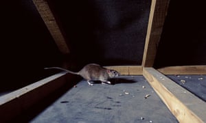 Getting Rid Of Rats And Bedbugs Life And Style The Guardian