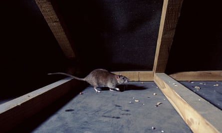 Getting Rid Of Rats And Bedbugs Homes The Guardian