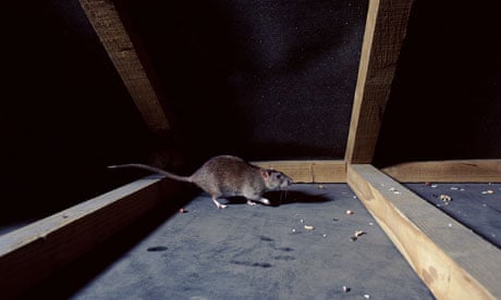 A rat in the attic