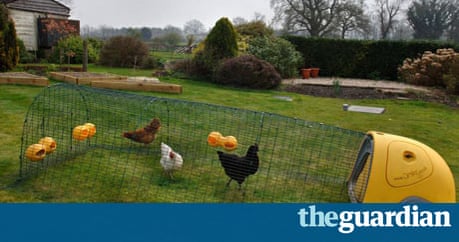 Talking chickens: Plastic v wooden houses Life and style 