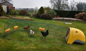 Movable Chicken Coops For Sale Ideas On Foter