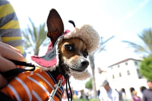 Chihuahuas: Pancho