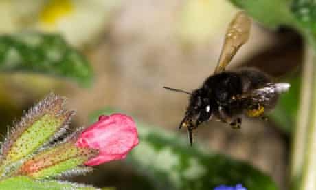 The solitary hairy footed flower bee, Anthophora plumipes