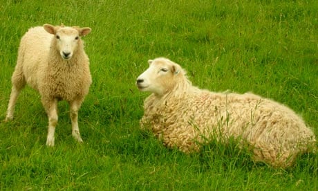 Cryptic crosswords for beginners: Double definitions | Crosswords