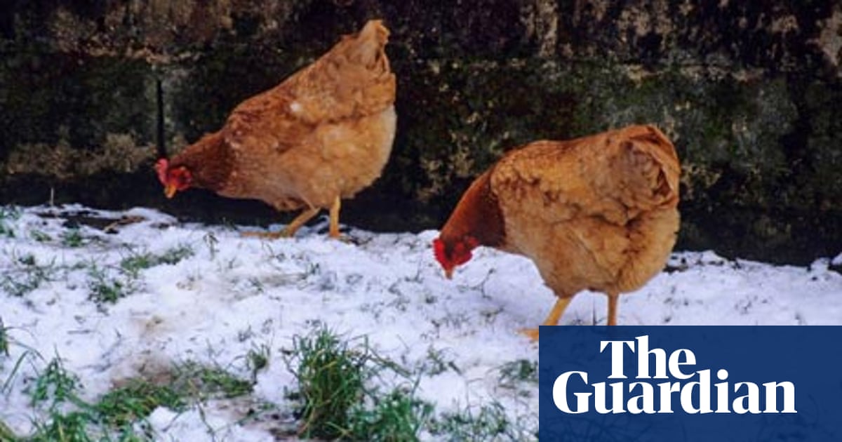 Talking Chickens Preparing Your Poultry For Winter Part Two