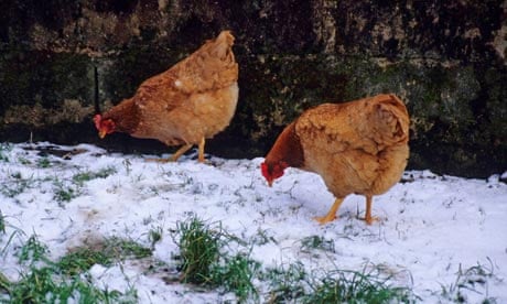 Chickens in a snowy field