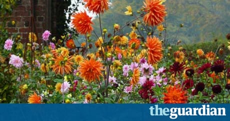 Cutting gardens: Cut and come again | Life and style | The Guardian