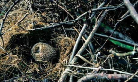 A hibernating hedgehog