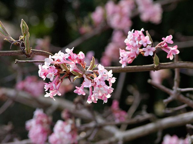 Winter Flowering Plants 10 Of The Best Life And Style The Guardian
