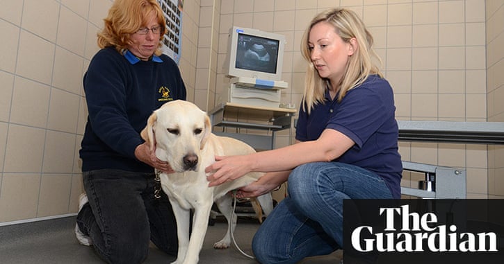 Guide Dogs For The Blind Uk Jobs Guide Dogs For The Blind Uk Jobs