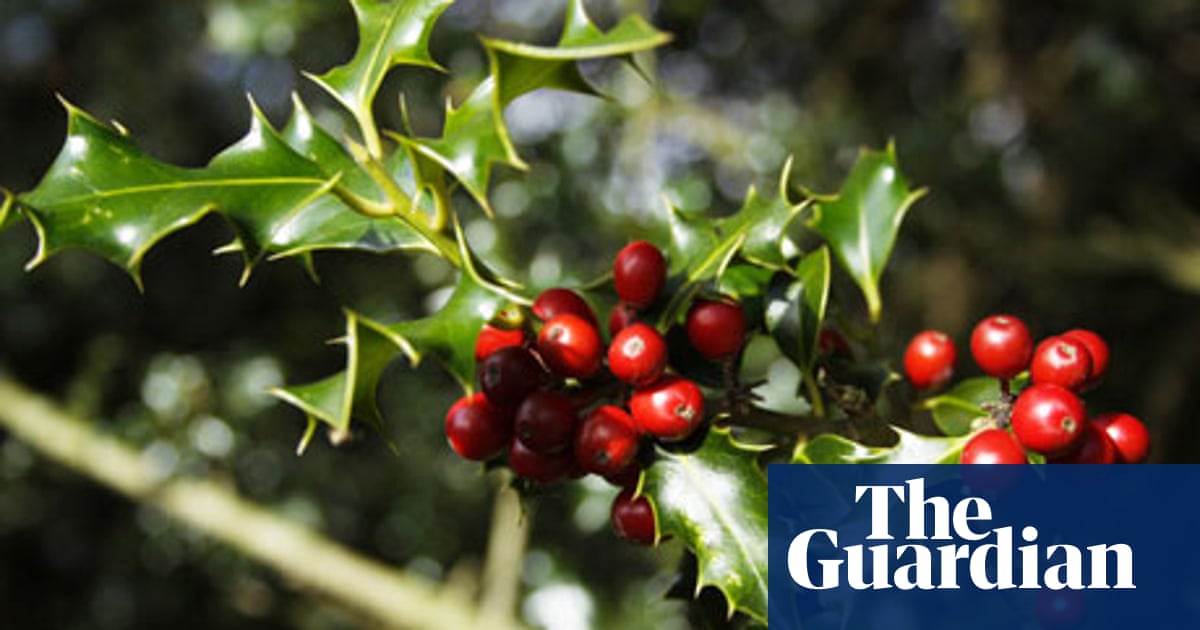 Yee dibbles jr earl Holly: the meaning of the festive tree | Gardens | The Guardian