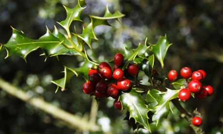 Holly berries in the New Forest