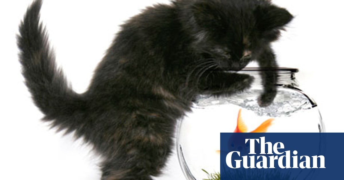 Crossword blog: meet the letter C | Crosswords | The Guardian