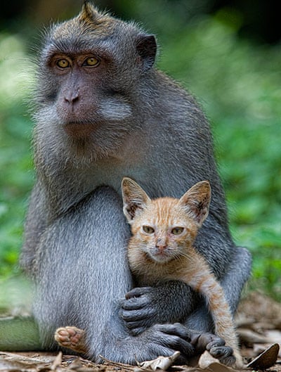 Unlikely animal friendships - in pictures | Life and style | The Guardian