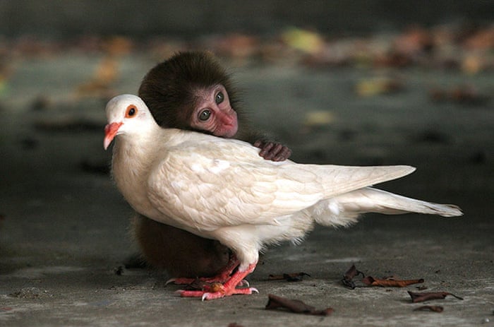 Unlikely animal friendships - in pictures | Life and style | The Guardian