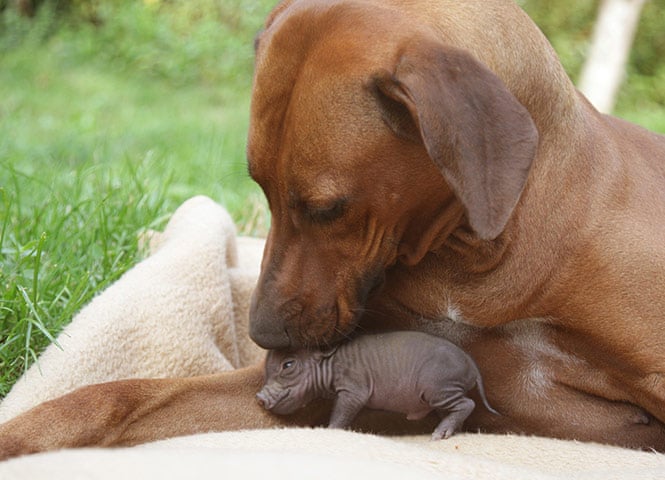 Unlikely Animal Friendships In Pictures Life And Style The Guardian Unlikely Animal Friendships In Pictures Life And Style The Guardian