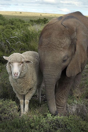 Unlikely animals friends: The African elephant and the sheep