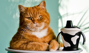 And the winner of Top Cat 2012 is Life and style And the winner of Top Cat 2012 is Life and style