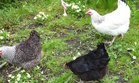 Three's a crowd … our new chickens.
