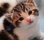 A kitten to be fostered at Battersea cats and dogs home