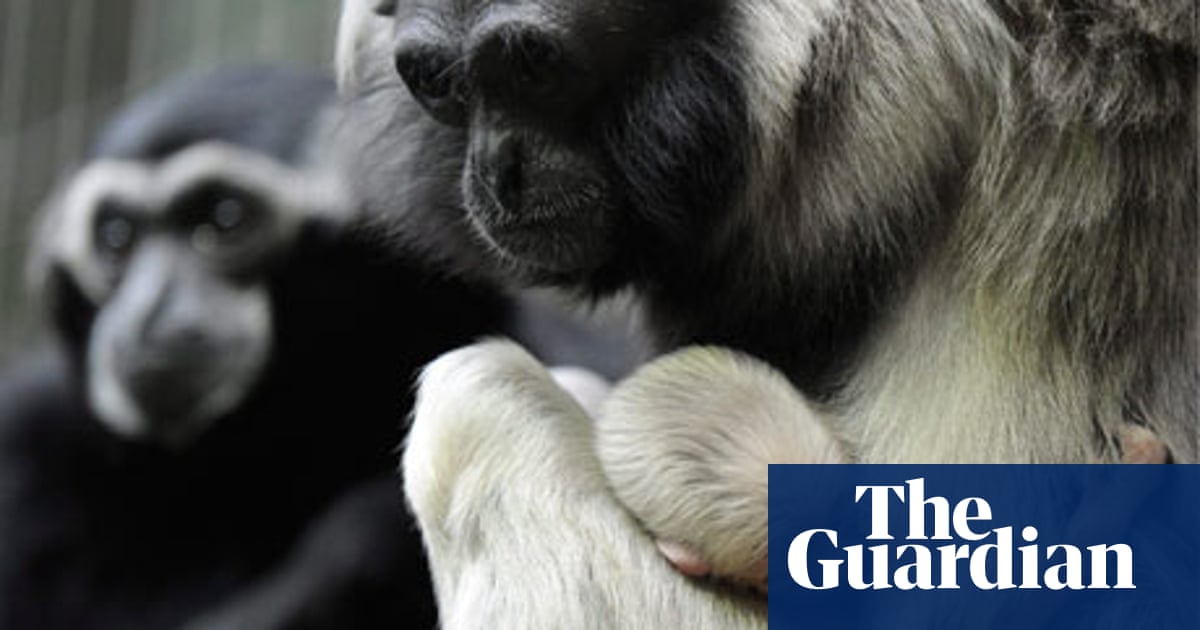 Crossword roundup two monkeys Crosswords The Guardian