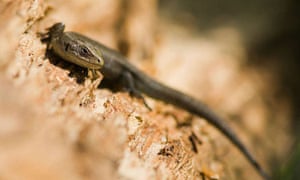 Drawn To Scale Attracting Reptiles To Your Garden Life And