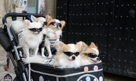 Japan's pampered pet dogs