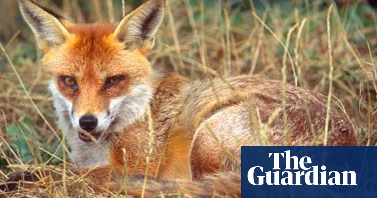 How to foil a fox attack on your chickens | Gardens | The Guardian