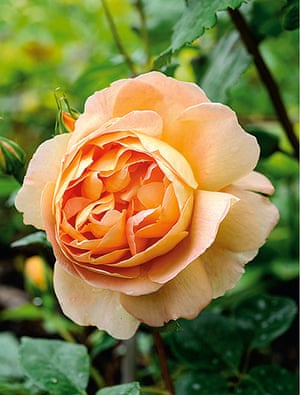 Rose lady emma hamilton Rose lady emma hamilton