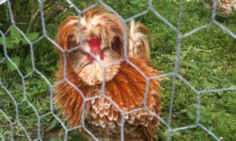 Fowl mood … Colonel Fitzwilliam – safely behind bars.