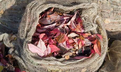 Autumn leaves collected in jute bags