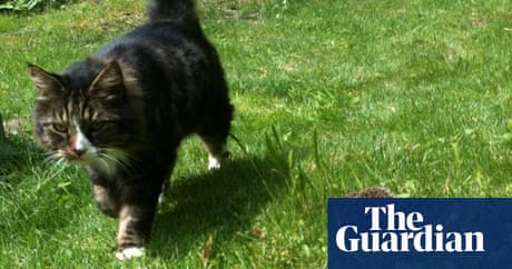 Some Surprising Facts About Hedgehogs Life And Style The Guardian