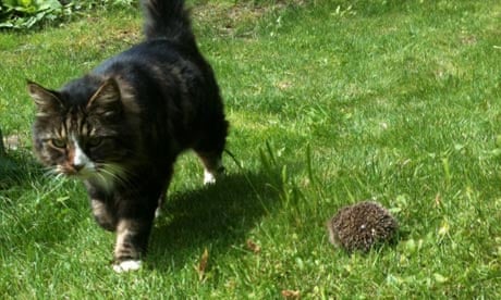 Can Hedgehogs Eat Cat Food? Discover the Surprising Truth